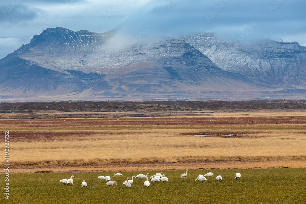 Landscape with grazing geese around the town of Borgarnes in the west of Iceland