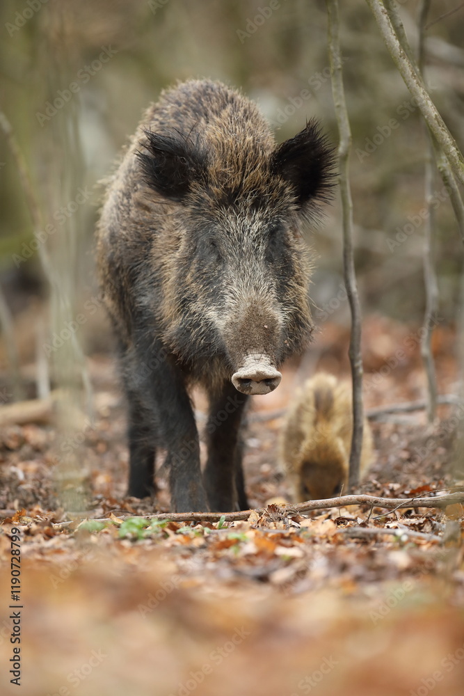 Dzik euroazjatycki, dzik, (Sus scrofa) Dzik euroazjatycki, dzik, (Sus scrofa)