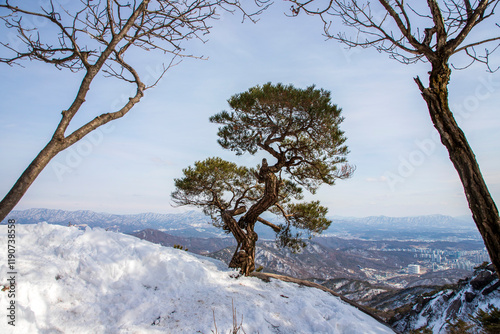 수락산 소나무