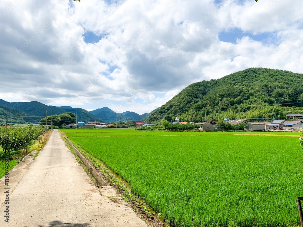 Naklejka premium rice field
