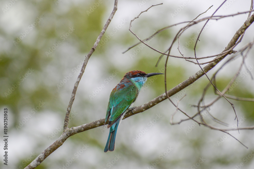 A blue-throated bee-eater perching on a tree. Photographed in the western part of Singapore. A blue-throated bee-eater perching on a tree. Photographed in the western part of Singapore.