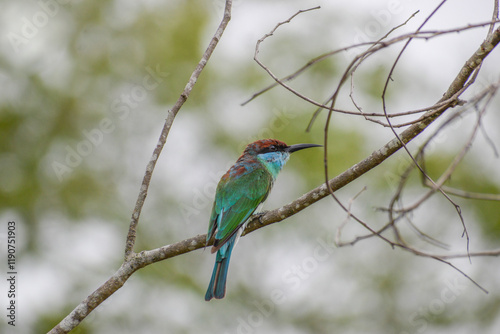 A blue-throated bee-eater perching on a tree. Photographed in the western part of Singapore. photo