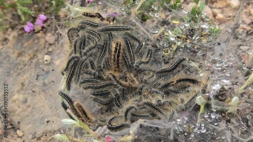 A top-down view of a pine processionary (Thaumetopea pityocampa) nest covered in dewdrops. Captures the intricate texture and natural detail of the silk