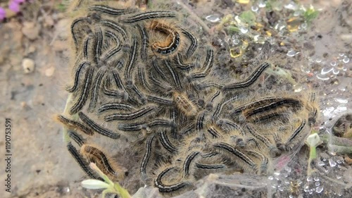 Detailed overhead shot of a pine processionary (Thaumetopea pityocampa) nest with shimmering dewdrops. Highlights the delicate beauty of nature’s patterns
