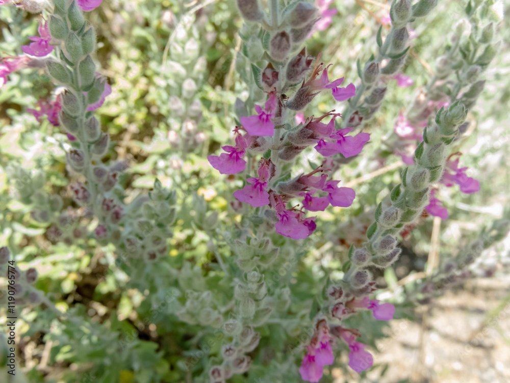 Obraz premium Teucrium marum,cat thyme or kitty crack plant