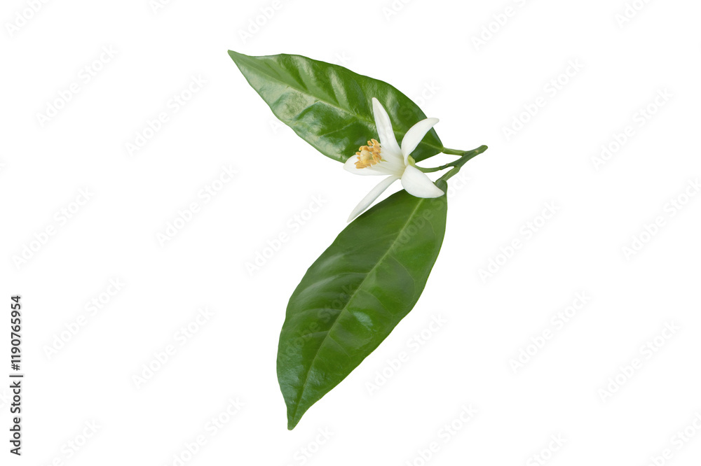 Obraz premium Orange tree bloom or neroli flower with leaves isolated transparent png.