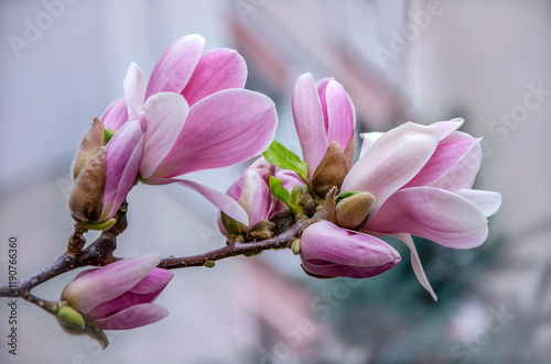 Pink magnolias blooming near my house.