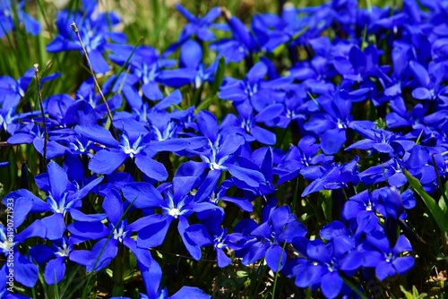 Ciemno niebieskie kwiaty alpejskiej goryczki wiosennej (Gentiana verna) photo