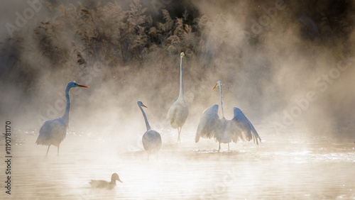 Fotografija A few egrets are playing in the river covered in winter morning fog