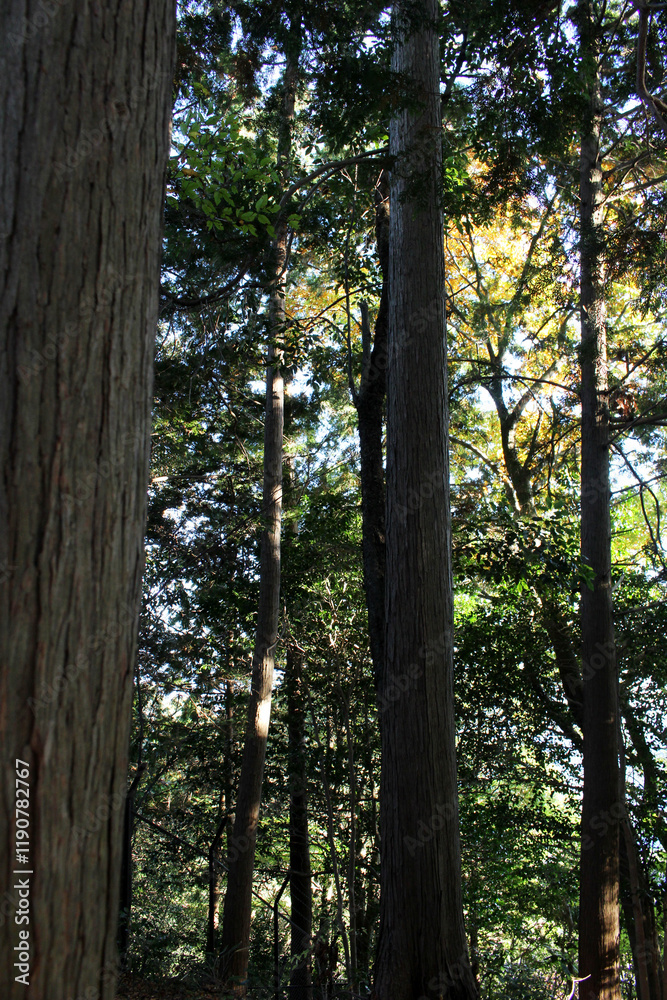 Fototapeta premium Trees in autumn forest. Natural forest background. Trees in a sunny day.