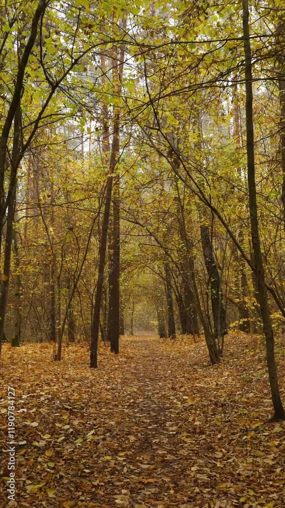 Exploring a quiet forest trail with golden and yellow leaves in fall, nature's Exploring a quiet forest trail with golden and yellow leaves in fall, nature's