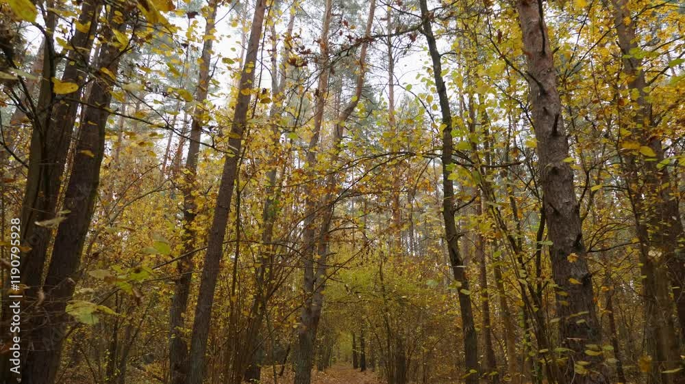 Scenic forest trail with fallen yellow leaves, captured during an autumn walk.