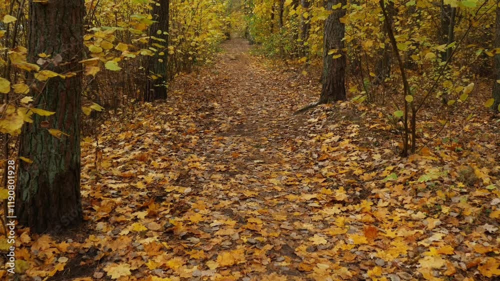 Soft gimbal tracking of a forest path covered with yellow leaves, calm autumn Soft gimbal tracking of a forest path covered with yellow leaves, calm autumn