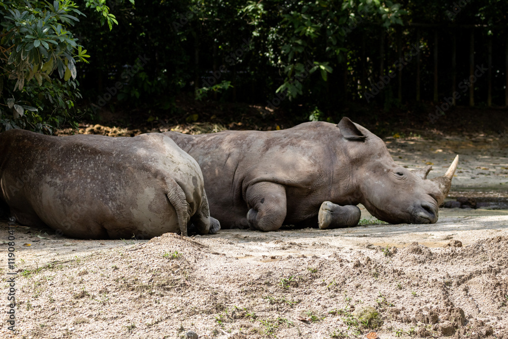 White Rhino resting under a shade in Taiping Zoo. The white rhinoceros, white rhino or square-lipped rhinoceros (Ceratotherium simum) is the largest extant species of rhinoceros. White Rhino resting under a shade in Taiping Zoo. The white rhinoceros, white rhino or square-lipped rhinoceros (Ceratotherium simum) is the largest extant species of rhinoceros.