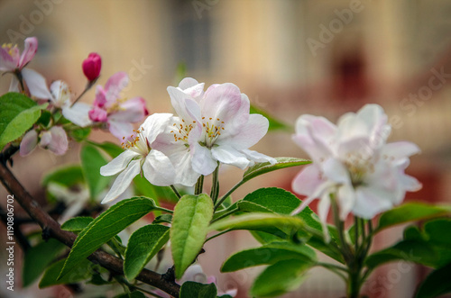 Ornamental apple tree blooming in April.