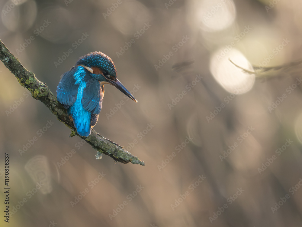 Obraz premium Kingfisher Perched on a branch in the Sun