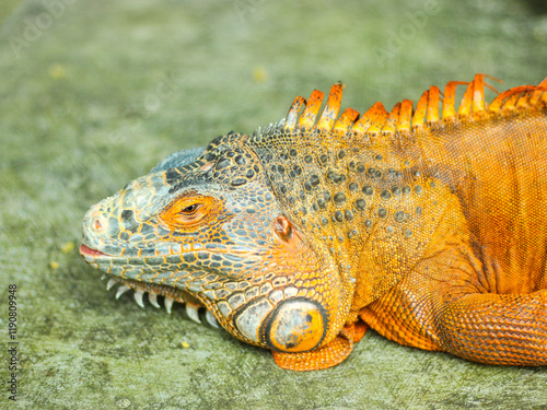 iguana dragon, iguana at the semarang zoo photo