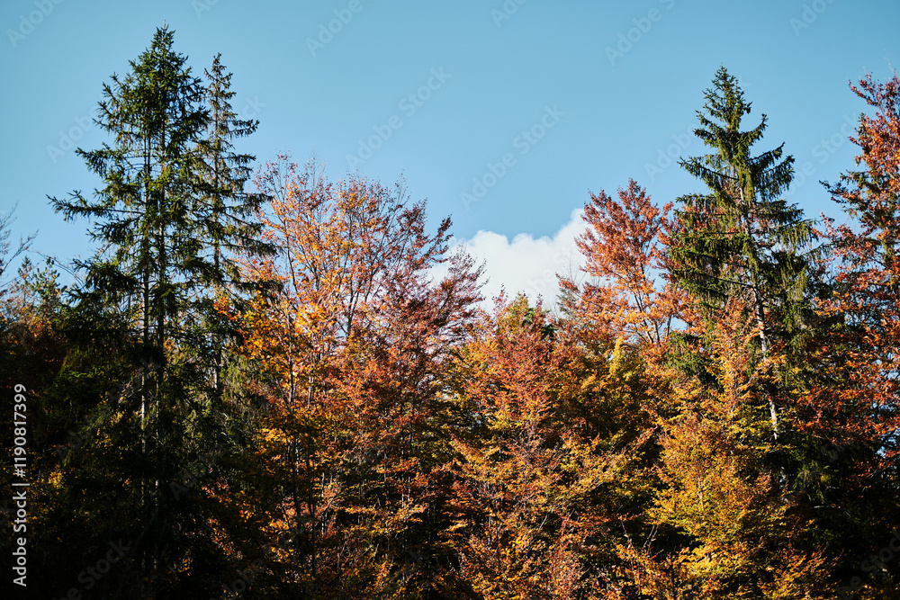Golden forest in sunny autumn day. The beauty of nature in vibrant warm autumnal golden colors of deciduous trees. Southwestern Serbia near Zlatibor town Golden forest in sunny autumn day. The beauty of nature in vibrant warm autumnal golden colors of deciduous trees. Southwestern Serbia near Zlatibor town