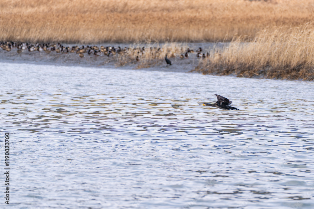 a cormorant flying on the sea a cormorant flying on the sea