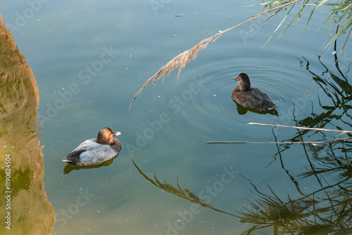 pareja de porrón europeo nadan juntos en un humedal rodeado de juncos al atardecer. Aythya ferina. photo