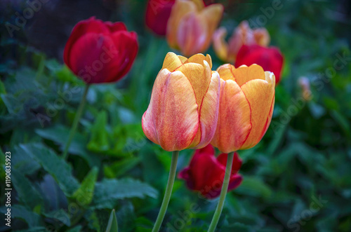 Blooming bright tulips in the evening light