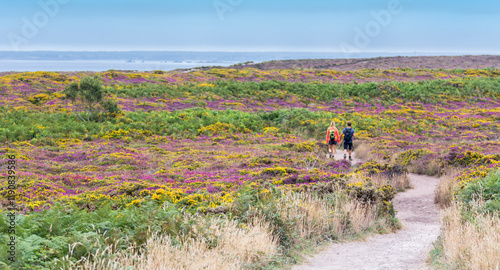 Deux randonneurs marchant au milieu de la lande littoral en Bretagne photo