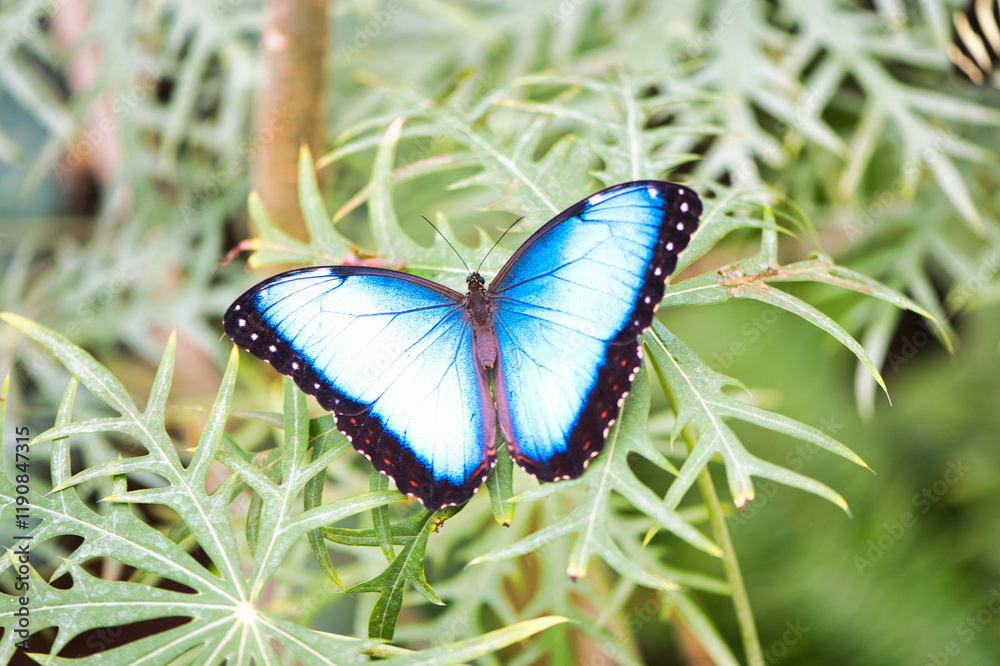 Obraz premium Beautiful butterfly