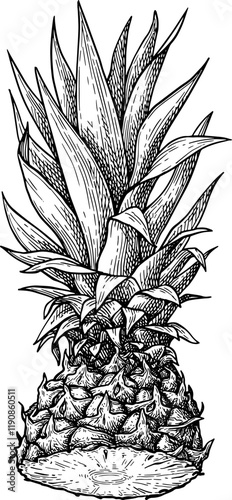 Pineapple ink sketch