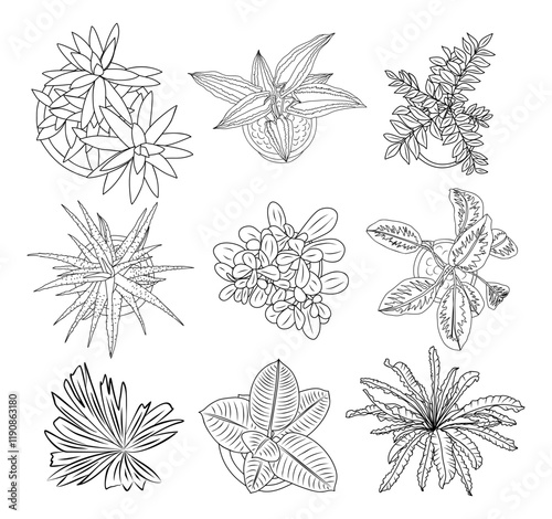 Set of different house plants top view. Botanical black line art icons for landscape, architectural, interior design. Hand drawn Vector sketch isolated on transparent background.