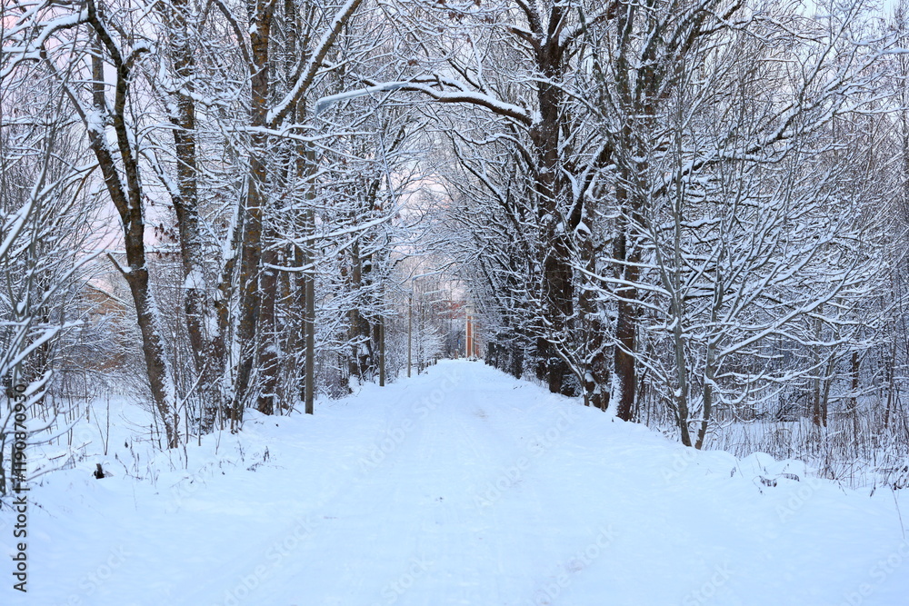 A Snowy Pathway Leading Through a Beautiful and Enchanting Winter Wonderland Awaits You A Snowy Pathway Leading Through a Beautiful and Enchanting Winter Wonderland Awaits You