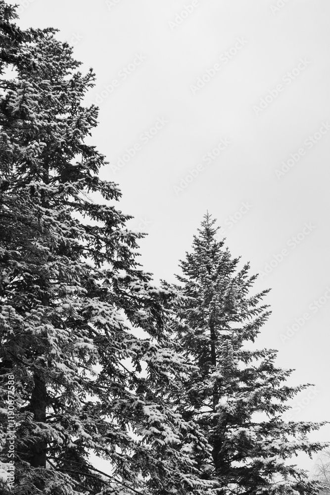 A monochrome shot of snow-laden pine trees against a stark winter sky, emphasizing natural simplicity and winter's serene charm. A monochrome shot of snow-laden pine trees against a stark winter sky, emphasizing natural simplicity and winter's serene charm.