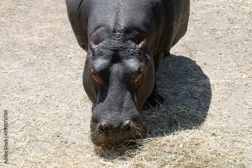 Common hippopotamus eats hay photo