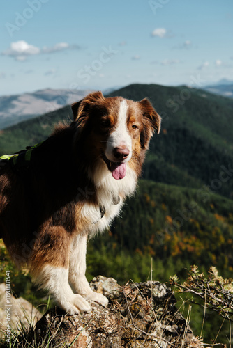 Brown fluffy Australian shepherd stands on a cliff in the mountains on a sunny, warm day. Hiking with pet concept. Dog portrait in nature