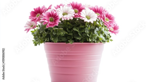 Wallpaper Mural Unique pink and white striped flowers in a matte pink planter, isolated on a pure white background. Torontodigital.ca