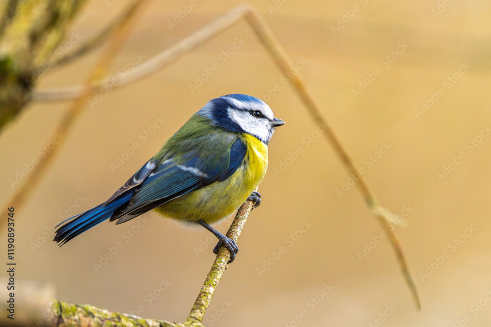 Obraz premium Blaumeise im Winter auf einem Ast / Vogel