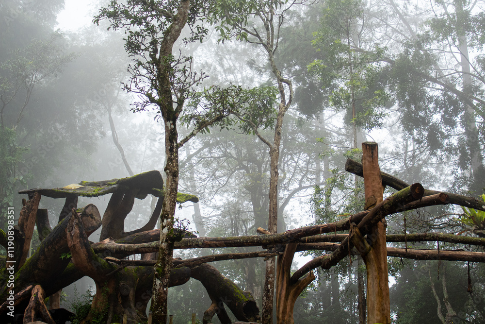 Fototapeta premium A pile of woods inside a rain forest