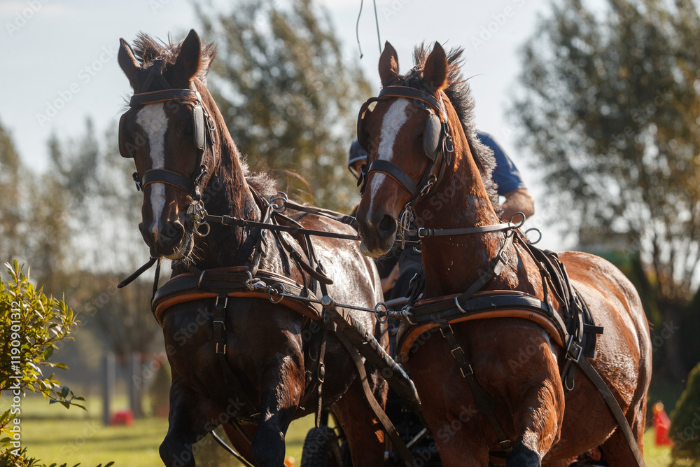 Horses in harness training for eventing at a sunny equestrian facility in the early morning Horses in harness training for eventing at a sunny equestrian facility in the early morning