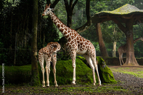 Northern Giraffe or Giraffa Camelopardalis  known as three horned giraffe native to North Africa
