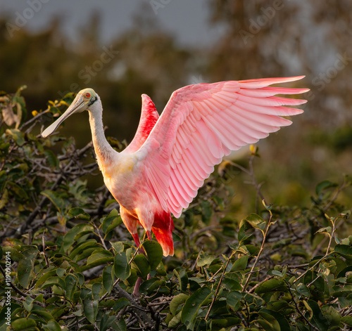 A vibrant Roseate Spoonbill with pink plumage extends its wings while perched on lush green foliage. Sunlight highlights the delicate feathers, creating a striking contrast with the natural background