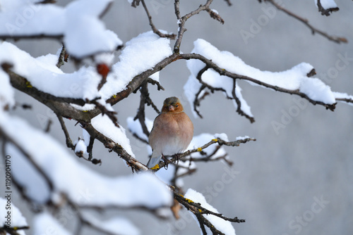 Finch on snowy branches