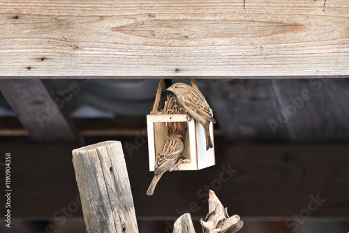 Sparrows on a bird feeder