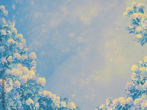 Rhododendron shrubs blooming background in soft blue shades,  summer night in the north, white night, flower borders, copy space
