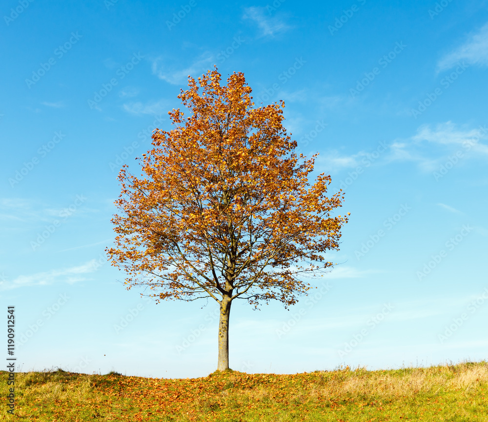 Lonely autumn maple tree on sunny hill top on blue sky background.