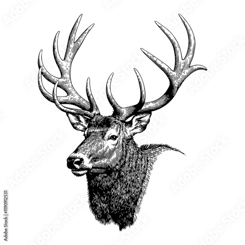 Elk Head Detailed Front View in Black and White Outline Line Art Drawing with Antler Engraving