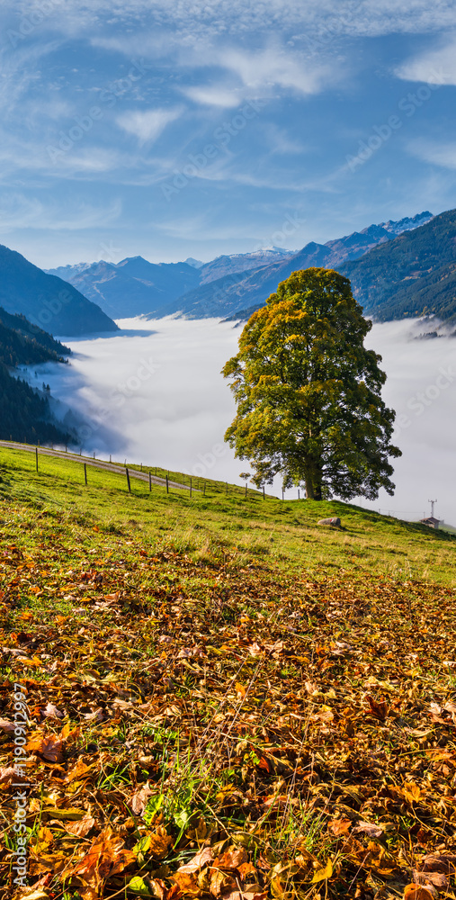 Misty autumn morning mountain and big lonely tree view from hiking path near Dorfgastein, Land Salzburg, Austria.