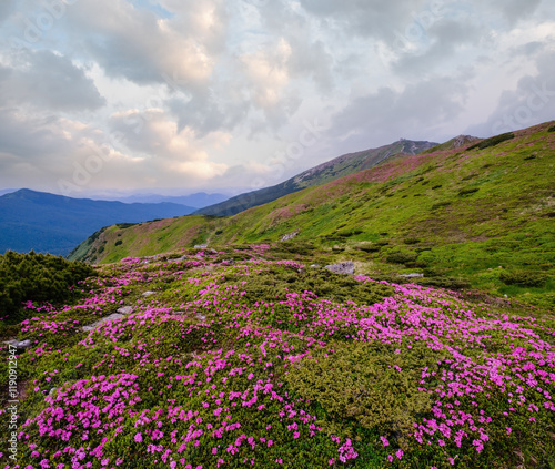Obraz na płótnie Pink rose rhododendron flowers on summer mountain slope w salonie