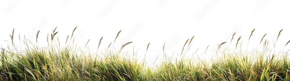 Lush Panoramic Photograph of Tall Green and Brown Grasses Against a White Sky Lush Panoramic Photograph of Tall Green and Brown Grasses Against a White Sky