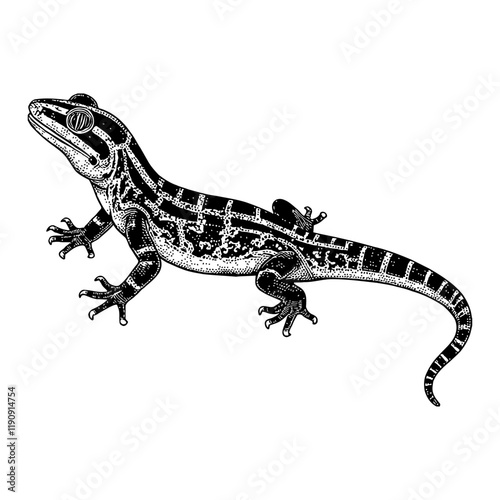 Detailed Gecko Lizard with Pattern Black and White Outline Line Art Drawing Isolated