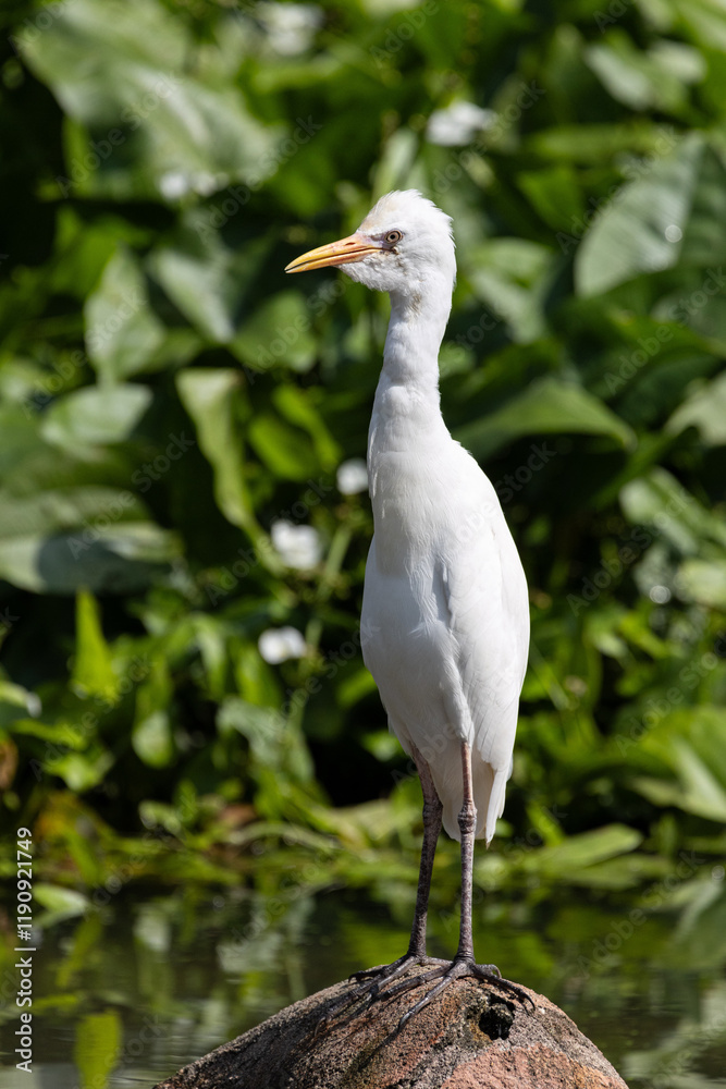Close up Portrait of a Cattle Egret in Taiping Lake Gardens. The cattle egret (formerly genus Bubulcus) is a cosmopolitan clade of heron (family Ardeidae) in the genus Ardea. Close up Portrait of a Cattle Egret in Taiping Lake Gardens. The cattle egret (formerly genus Bubulcus) is a cosmopolitan clade of heron (family Ardeidae) in the genus Ardea.