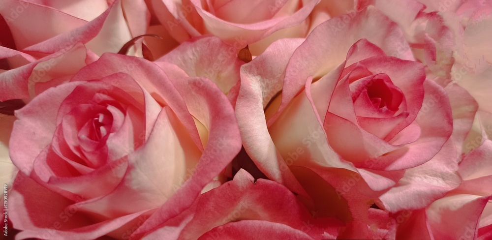 Beautiful bouquet of rose. Floral background Beautiful bouquet of rose. Floral background